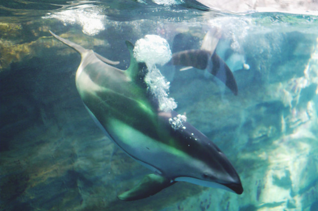 dolphins