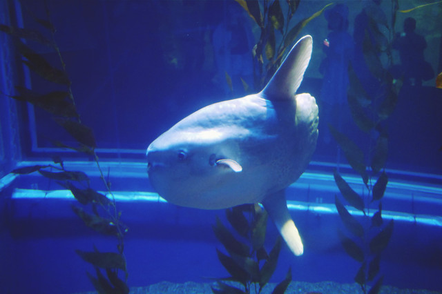 sunfish