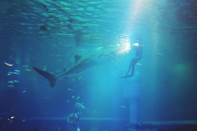 whaleshark_feeding
