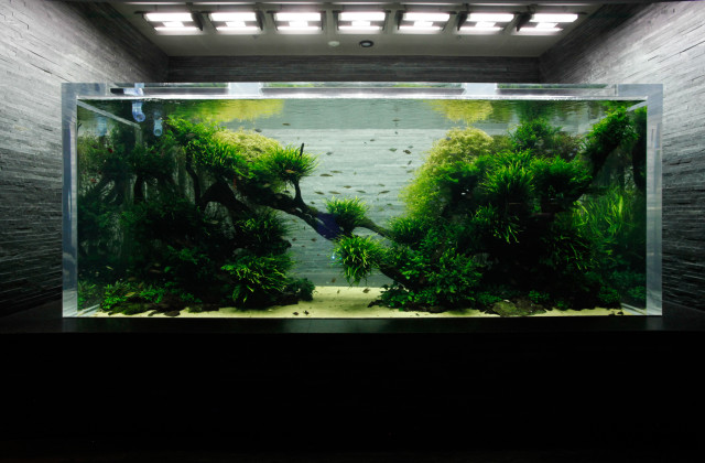 Sumida Aquarium, Sky Tree tower Tokyo Japan