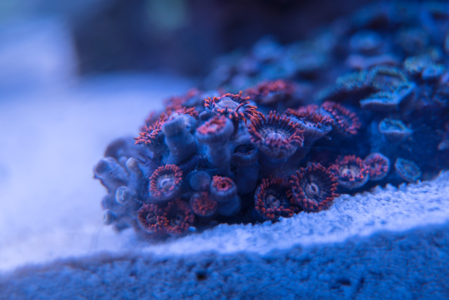 zoas
