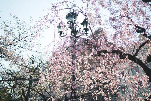 blossoms_weeping