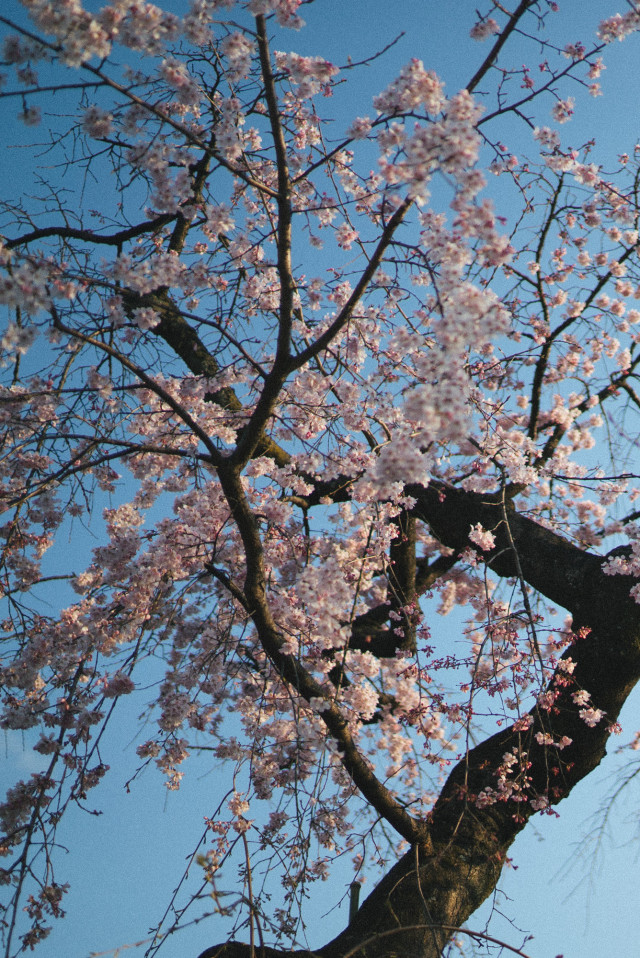 cherry_blossoms2
