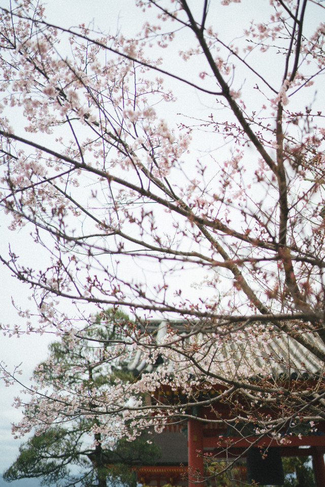 cherry_blossoms3