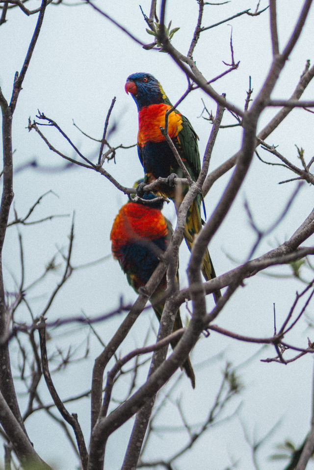 01_rainbow_lorikeet