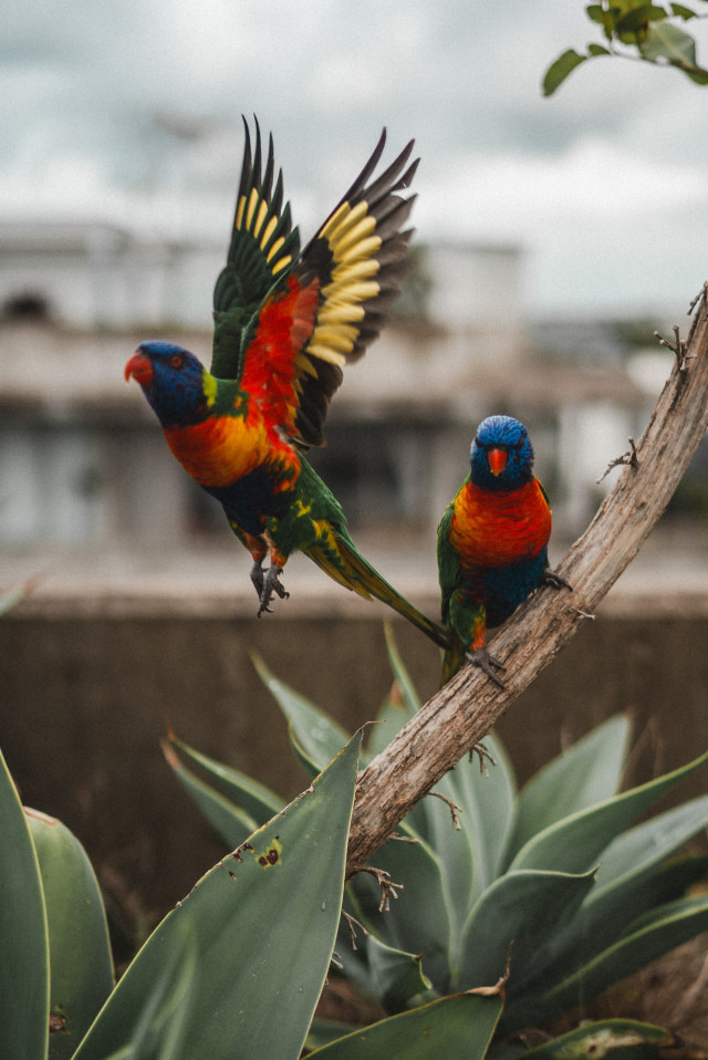 02_rainbow_lorikeet